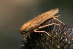 Ectobius pallidus (Olivier, 1789)