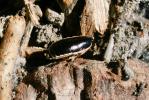  Loboptera decipiens (Germar, 1817)