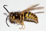 Guêpe germanique Vespula germanica (Fabricius, 1793)