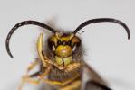 Guêpe germanique Vespula germanica (Fabricius, 1793)