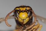 Guêpe germanique Vespula germanica (Fabricius, 1793)