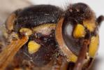 Guêpe germanique Vespula germanica (Fabricius, 1793)