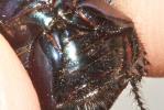 Géotrupe du fumier, Bousier Geotrupes stercorarius (Linnaeus, 1758)