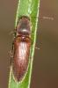  Athous subfuscus (O.F. Müller, 1764)