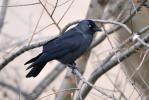 Choucas des tours Corvus monedula Linnaeus, 1758