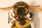  Euodynerus posticus (Herrich-Schäffer, 1841)