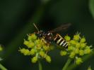  Gorytes pleuripunctatus (A. Costa, 1859)