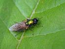  Chloromyia formosa (Scopoli, 1763)