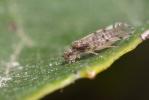  Ectopsocus petersi Smithers, 1978