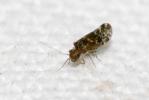  Peripsocus alboguttatus (Dalman, 1823)