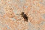  Propsocus pulchripennis (Perkins, 1899)