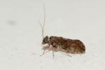  Myopsocus eatoni McLachlan, 1880