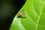  Chrysopilus nubecula (Fallén, 1814)