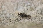  Liancalus virens (Scopoli, 1763)