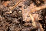  Orchesella cincta (Linnaeus, 1758)