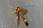  Stauropoctonus bombycivorus (Gravenhorst, 1829)