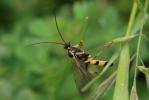  Amblyteles armatorius (Forster, 1771)
