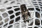  Chalcididae Latreille, 1817