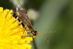  Cephus pygmeus (Linnaeus, 1767)