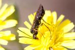  Cephus pygmeus (Linnaeus, 1767)