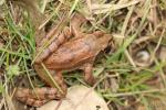Grenouille agile Rana dalmatina Fitzinger in Bonaparte, 1838