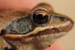 Grenouille agile Rana dalmatina Fitzinger in Bonaparte, 1838