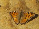 Grande Tortue (La), Vanesse de l'Orme (La), Grand- Nymphalis polychloros (Linnaeus, 1758)