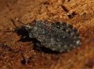  Aradus corticalis (Linnaeus, 1758)