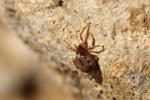  Enoplognatha mandibularis (Lucas, 1846)