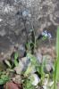 Myosotis rameux Myosotis ramosissima Rochel, 1814