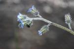 Myosotis rameux Myosotis ramosissima Rochel, 1814