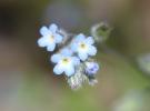 Myosotis rameux Myosotis ramosissima Rochel, 1814