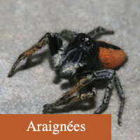araignees