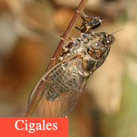 cigales