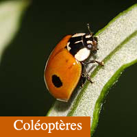 coléoptères