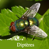 diptères