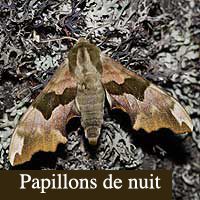 papillons de nuit