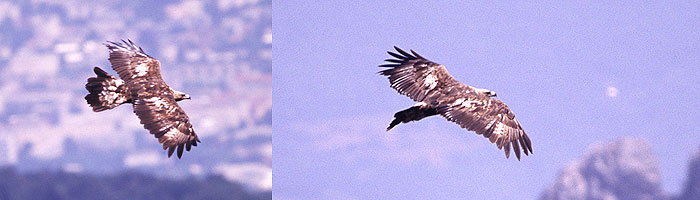 Aigle royal