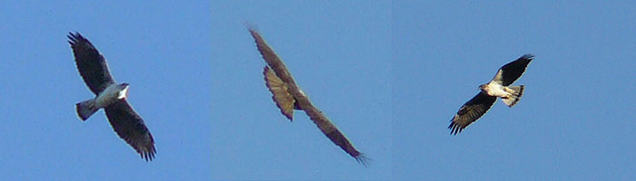 Aigle de Bonelli