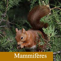 mammiferes