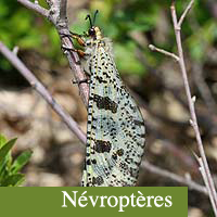 nevroptères