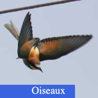 oiseaux