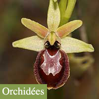 orchidées