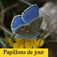 papillons de jour
