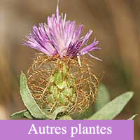 plantes