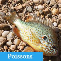 poissons