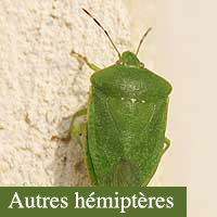 hémiptères