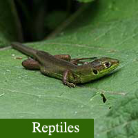 reptiles